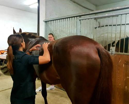 Strokovno predavanje: Prepoznavanje poškodb pri konjih