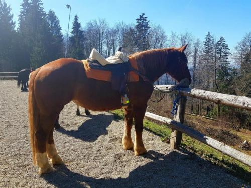 Dan odprtih vrat na ranču pr'Osolet